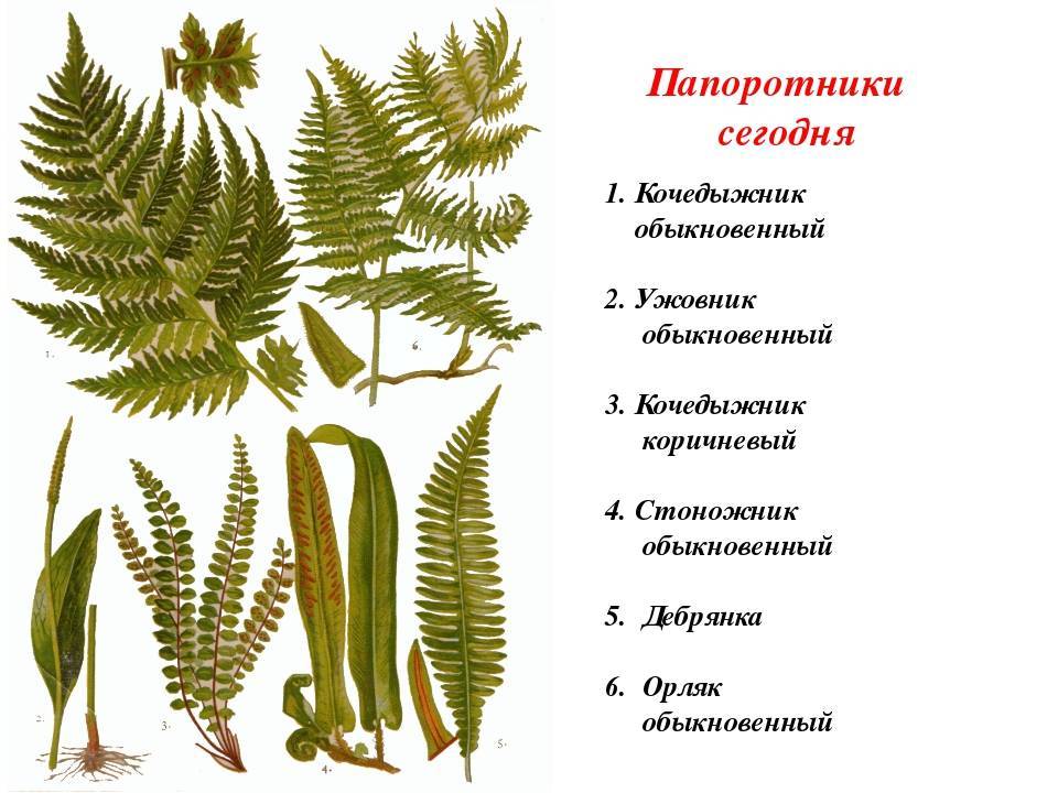примеры папоротниковидных растений
