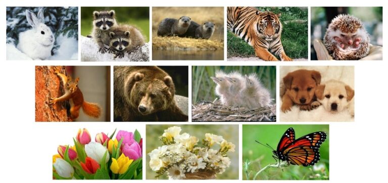Живой мир 5 класса. Разнообразие живой природы. Многообразие живой природы 5 класс. Многообразие живой природы охрана природы. Разнообразие живой природы презентация.
