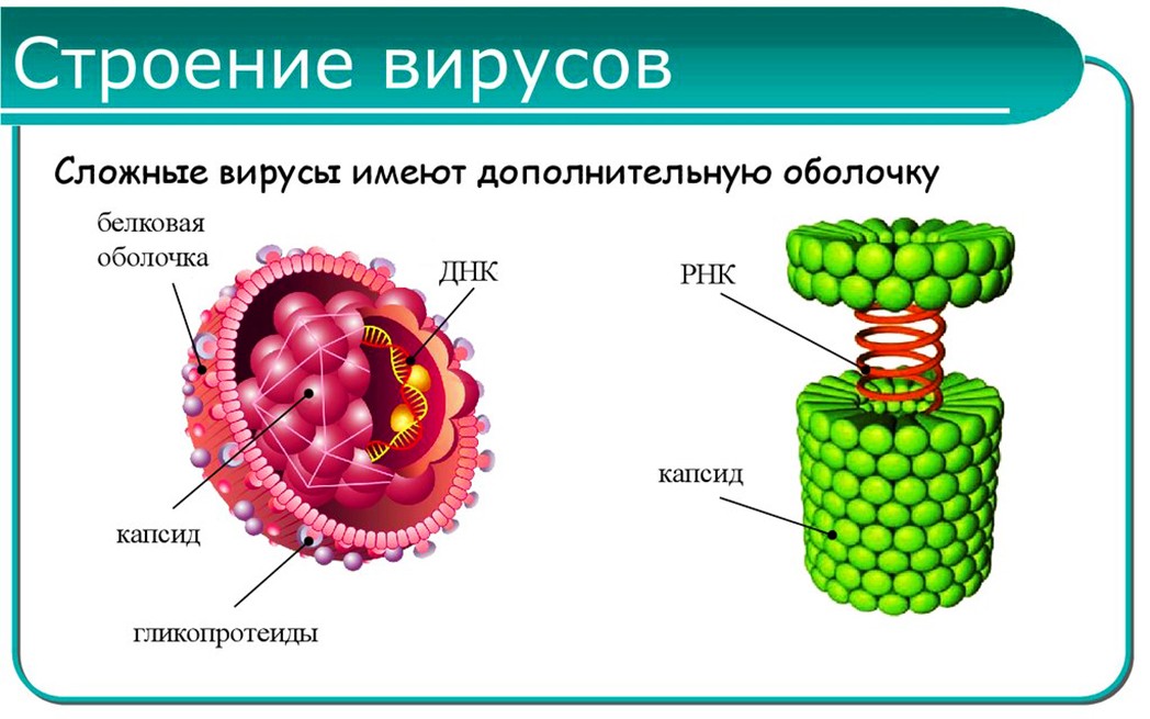 Вирус рисунок по биологии